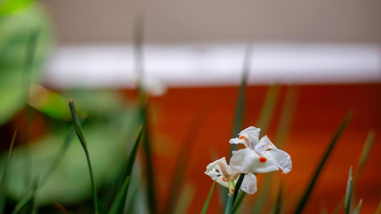 Pousada Flor De Anis อัลโต ปาไรโซ เด โกยาส ภายนอก รูปภาพ
